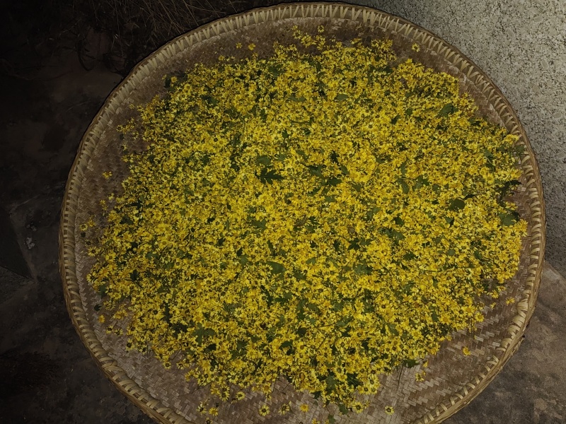 四川营山野菊