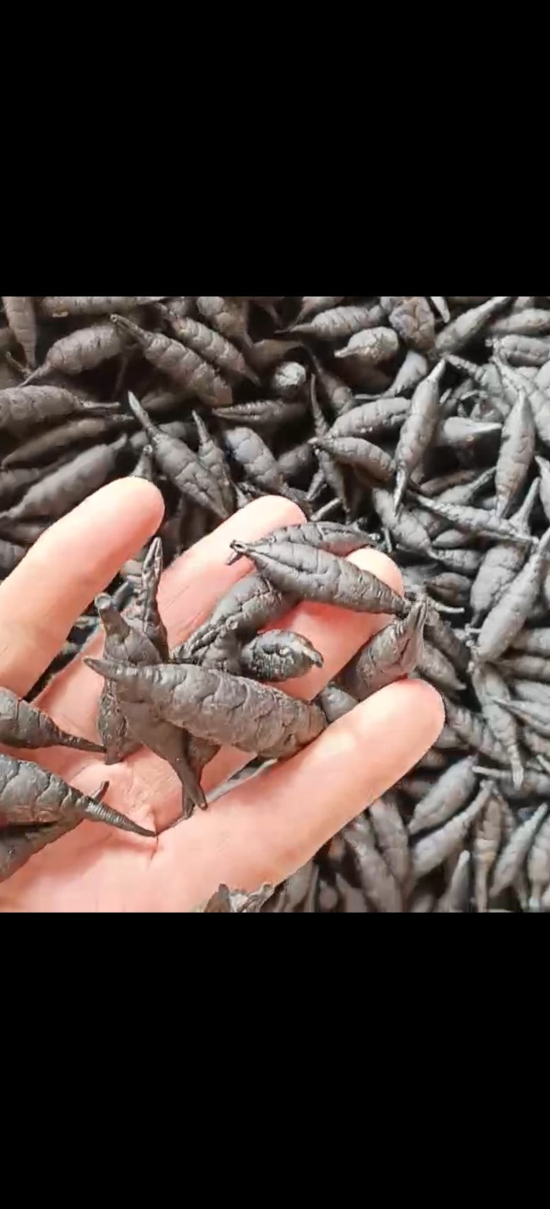 医蛭干货鲜活
