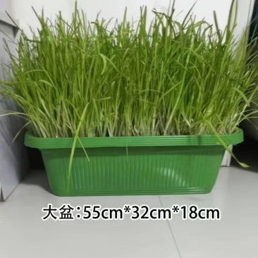 现挖现发，头茬韭菜根，绿色无公害，让我们吃出建康