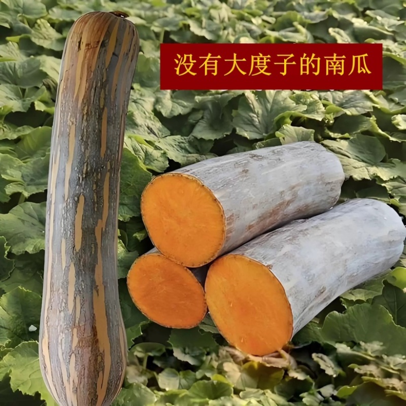 矫健一号南瓜种子早熟长南瓜甜面大田基地品种