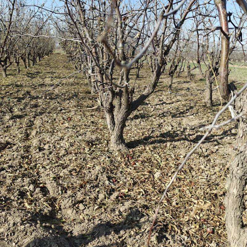 沾化枣树苗量大，供应各种规格的冬枣树苗小枣树苗冬枣树产地