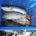 大个体鲤鱼皮毛漂亮含籽量高5.3一斤