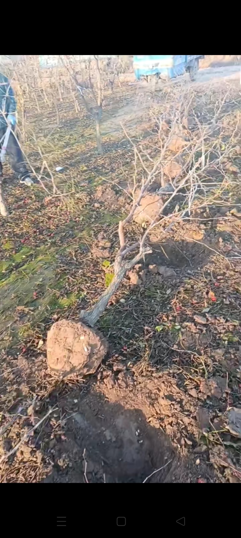 沾化枣树苗量大，供应各种规格的冬枣树苗小枣树苗冬枣树产地