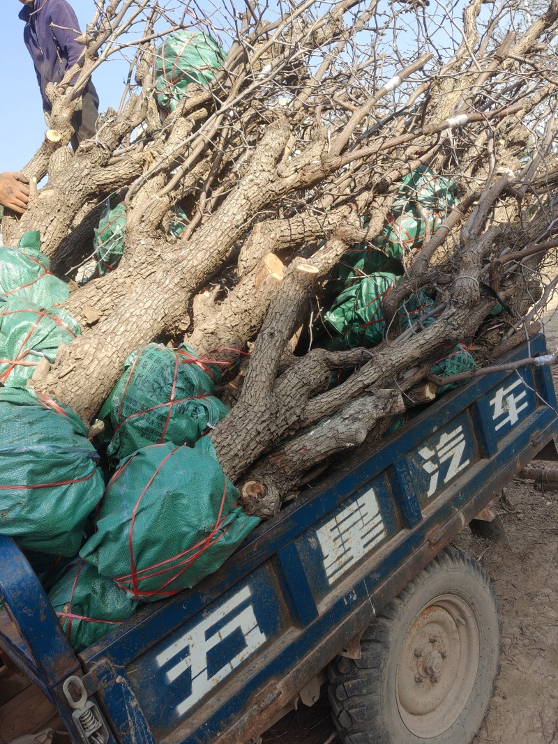 沾化枣树苗量大，供应各种规格的冬枣树苗小枣树苗冬枣树产地