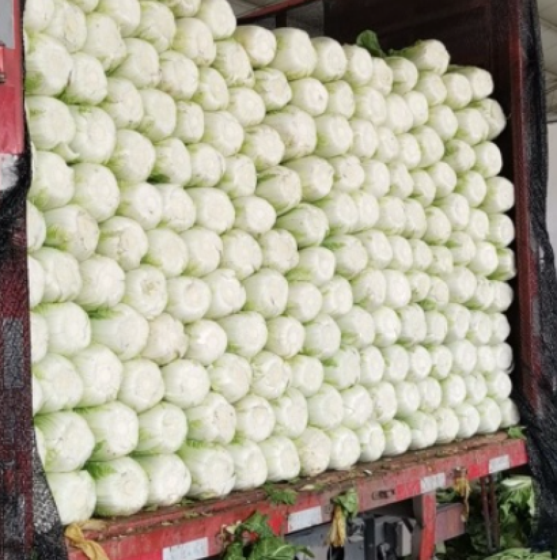 【实力】大白菜大量接单产地直发量大从优欢迎来电