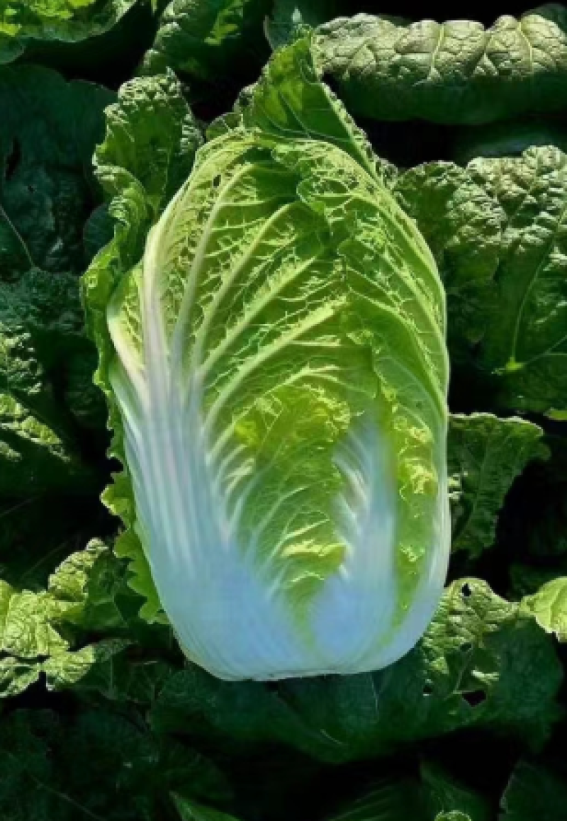 【实力】大白菜大量接单产地直发量大从优欢迎来电