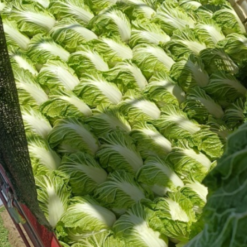 【实力】大白菜大量接单产地直发量大从优欢迎来电