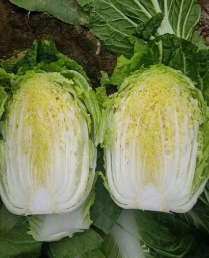 【实力】大白菜大量接单产地直发量大从优欢迎来电
