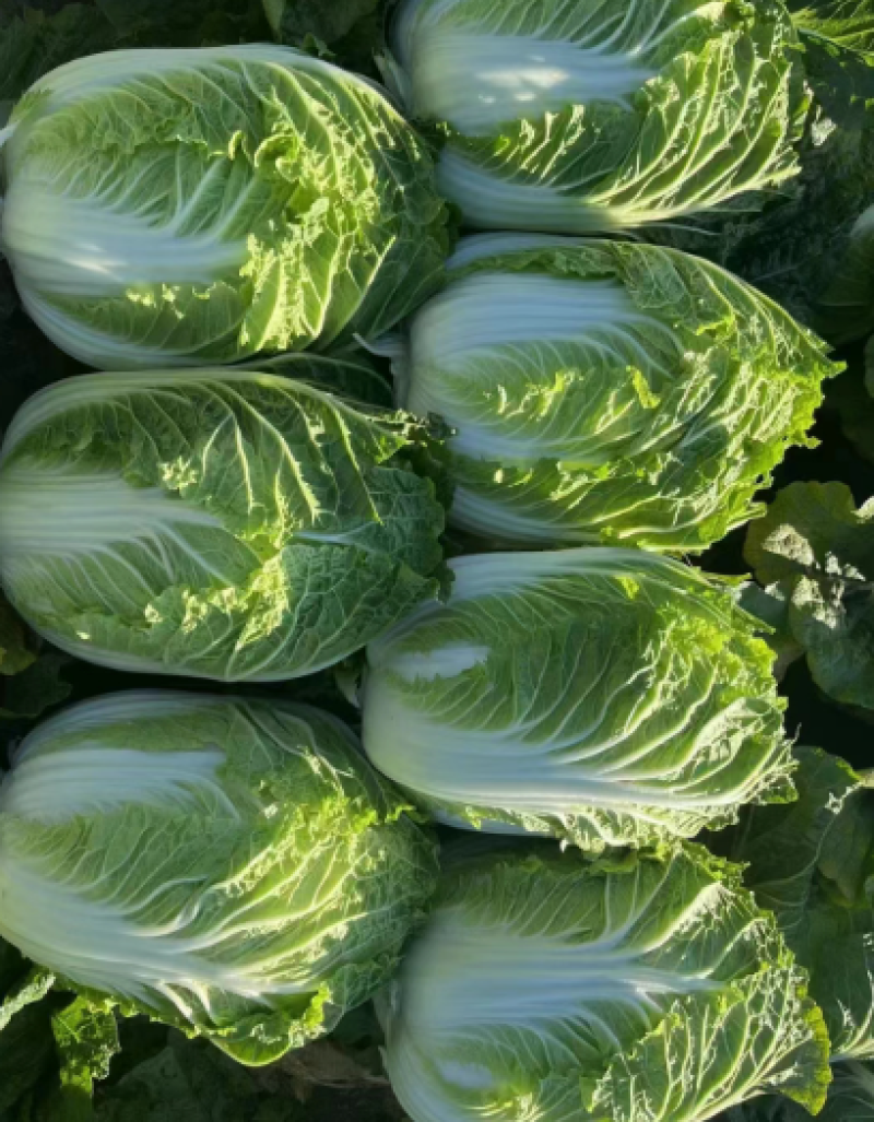【实力】大白菜大量接单产地直发量大从优欢迎来电