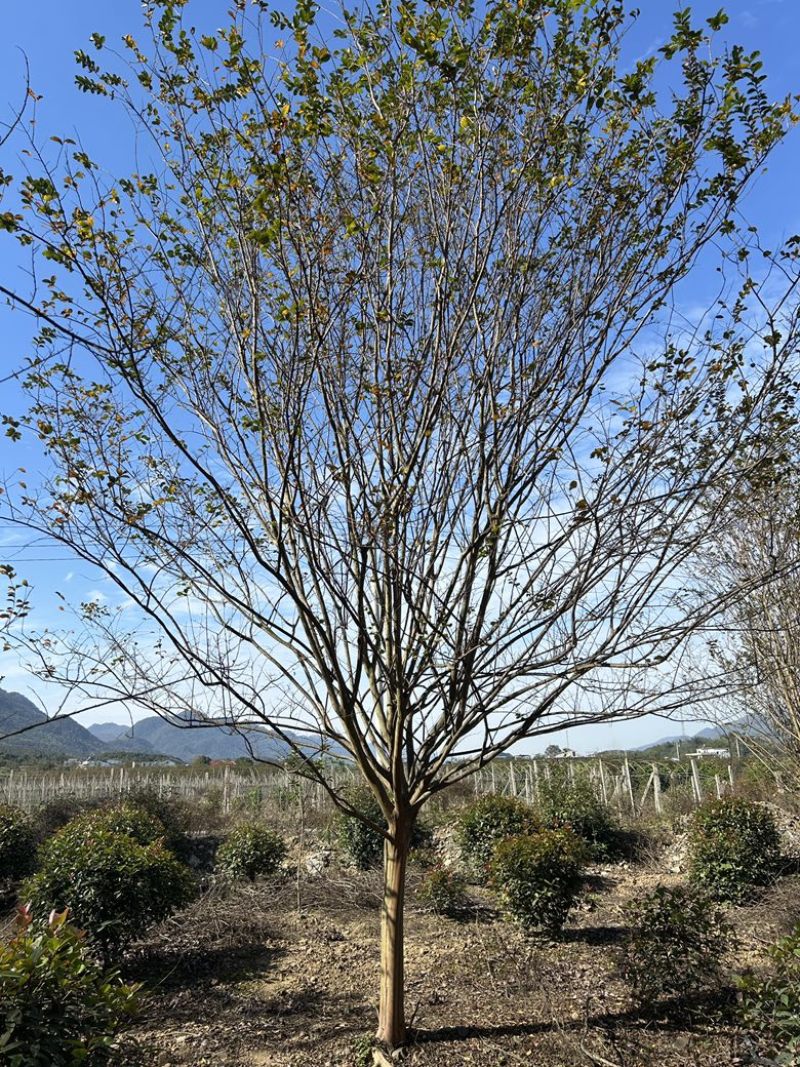 原生全冠红花紫薇8-15公分粗湖北苗圃直供质量保证