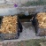 玉竹、鲜货.干片、玉竹条都有销售、质优价廉、可长期供货