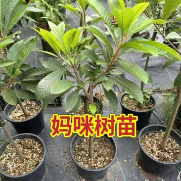 新品种潘婷妈咪果树苗适合南北方种植庭院阳台盆栽地栽四季水