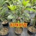 新品种潘婷妈咪果树苗适合南北方种植庭院阳台盆栽地栽四季水