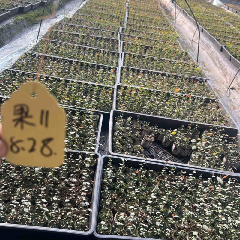 各种规格小球苗钵苗