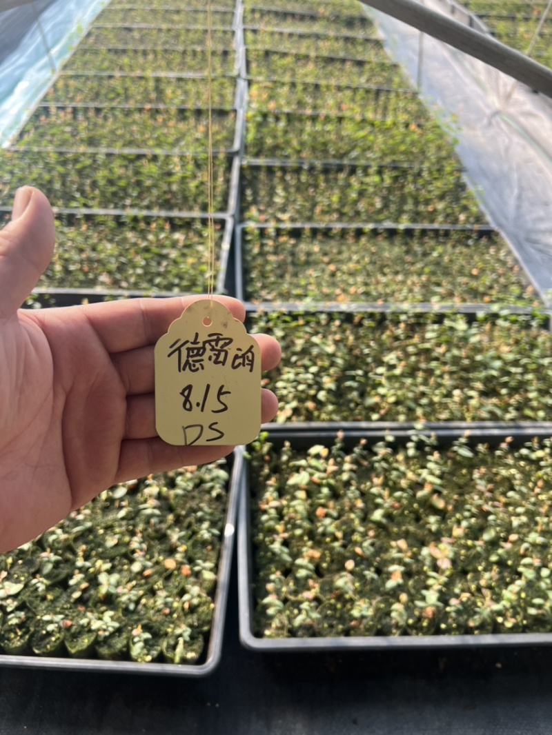 各种规格小球苗钵苗