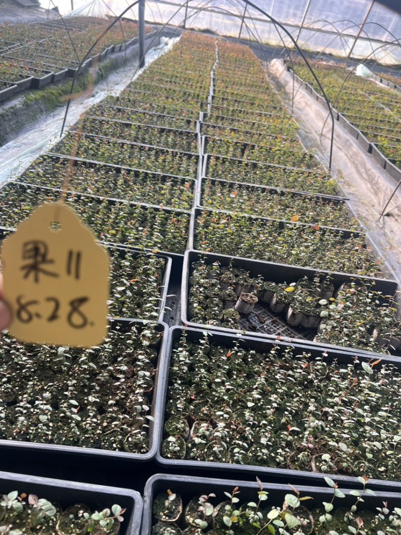 各种规格小球苗钵苗