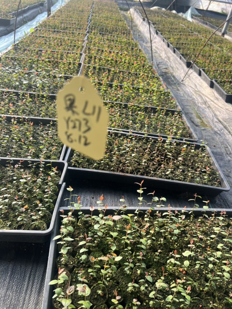 各种规格小球苗钵苗