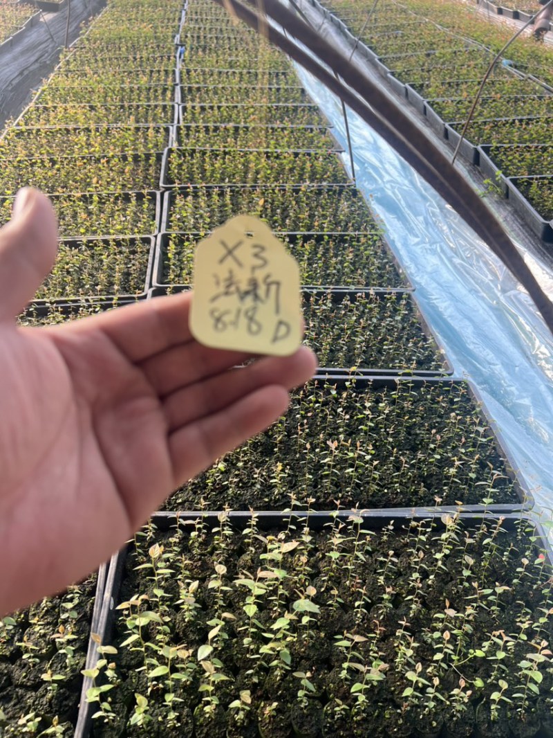 各种规格小球苗钵苗