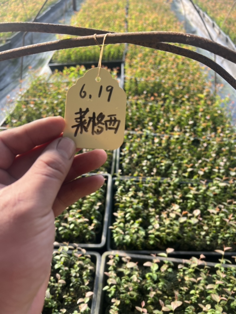 各种规格小球苗钵苗