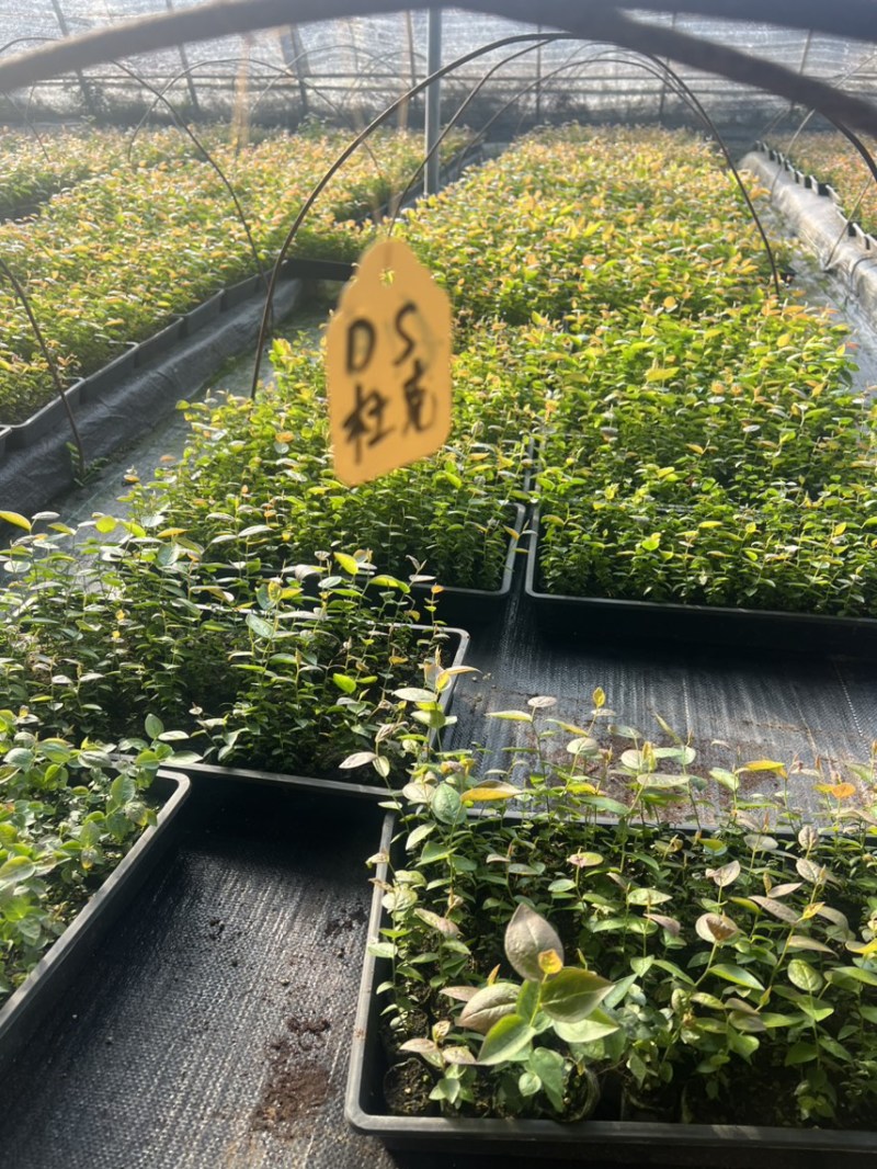 各种规格小球苗钵苗
