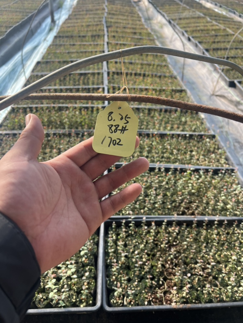 各种规格小球苗钵苗