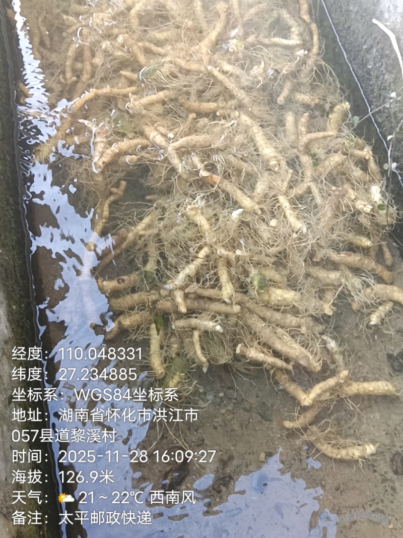 玉竹、鲜货.干片、玉竹条都有销售、质优价廉、可长期供货