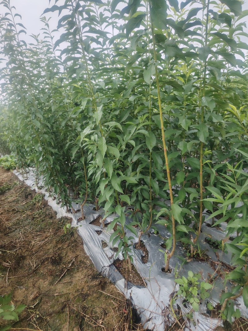 龙李树苗优系蜂糖李树苗