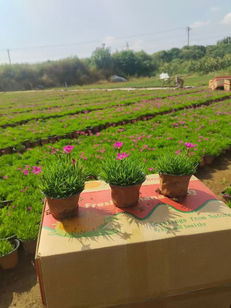 欧石竹庭院开花草坪开花300天