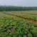 欧石竹庭院开花草坪开花300天