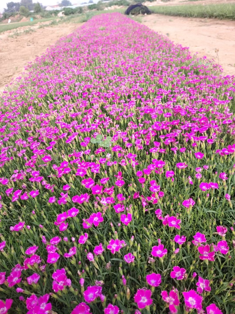欧石竹庭院开花草坪开花300天