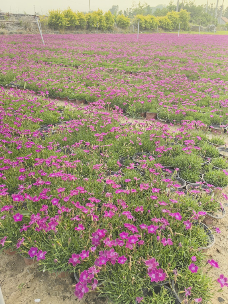 欧石竹庭院开花草坪开花300天