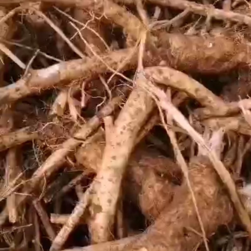 大量收辣根，有现货联系我。