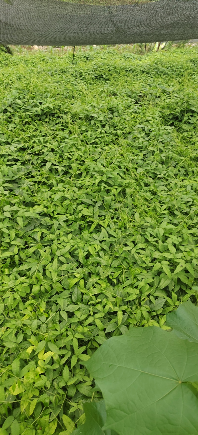 产地直发三叶青新鲜滕条