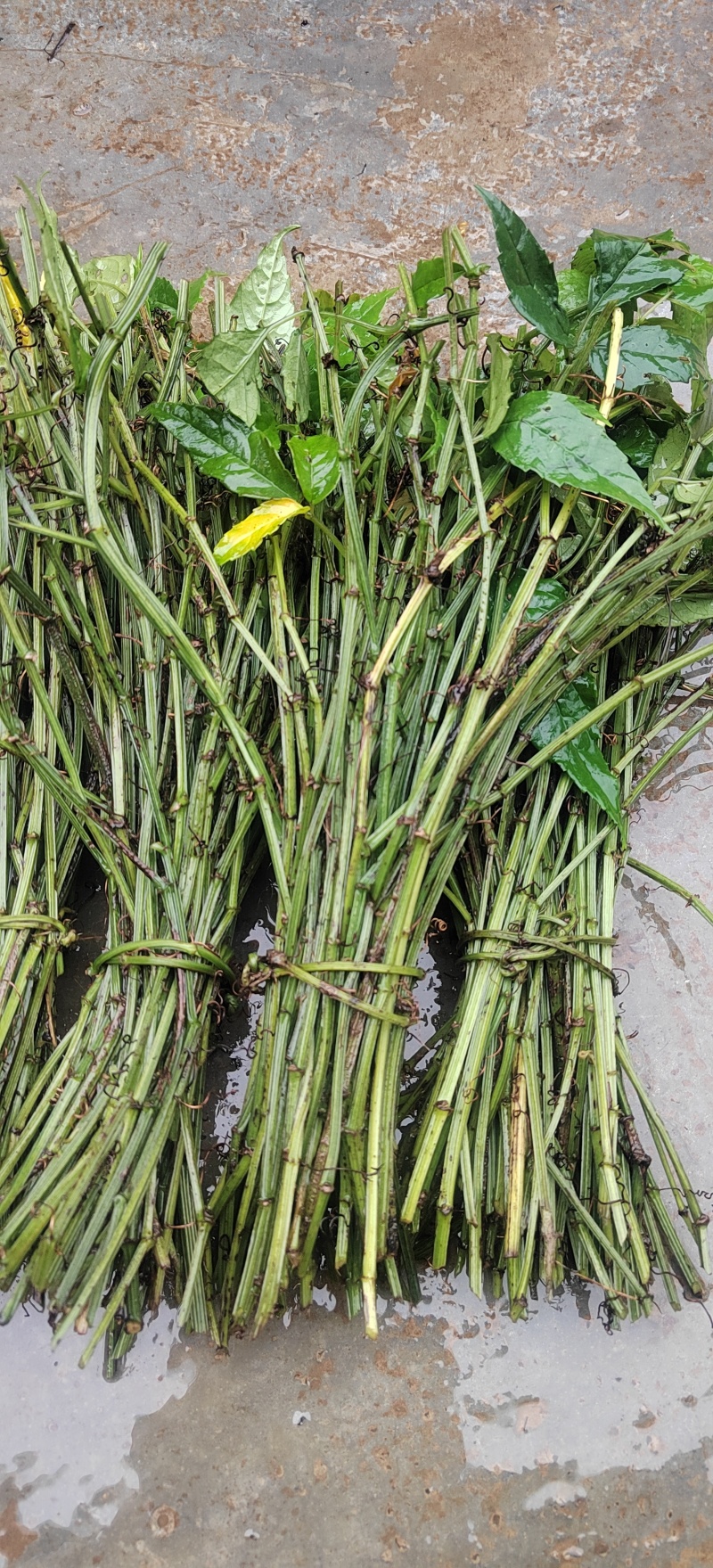 产地直发三叶青新鲜滕条
