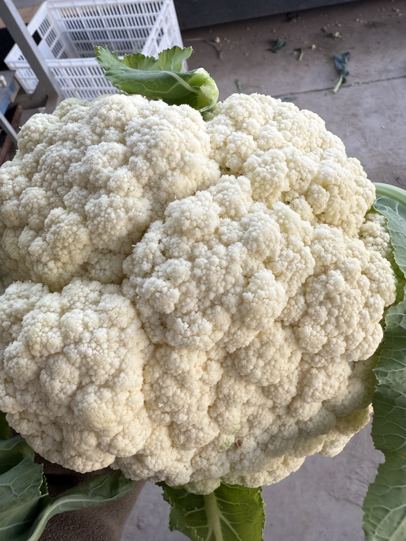 《火爆》湖北产地有机花菜。松花大量上市，产地一手货源，
