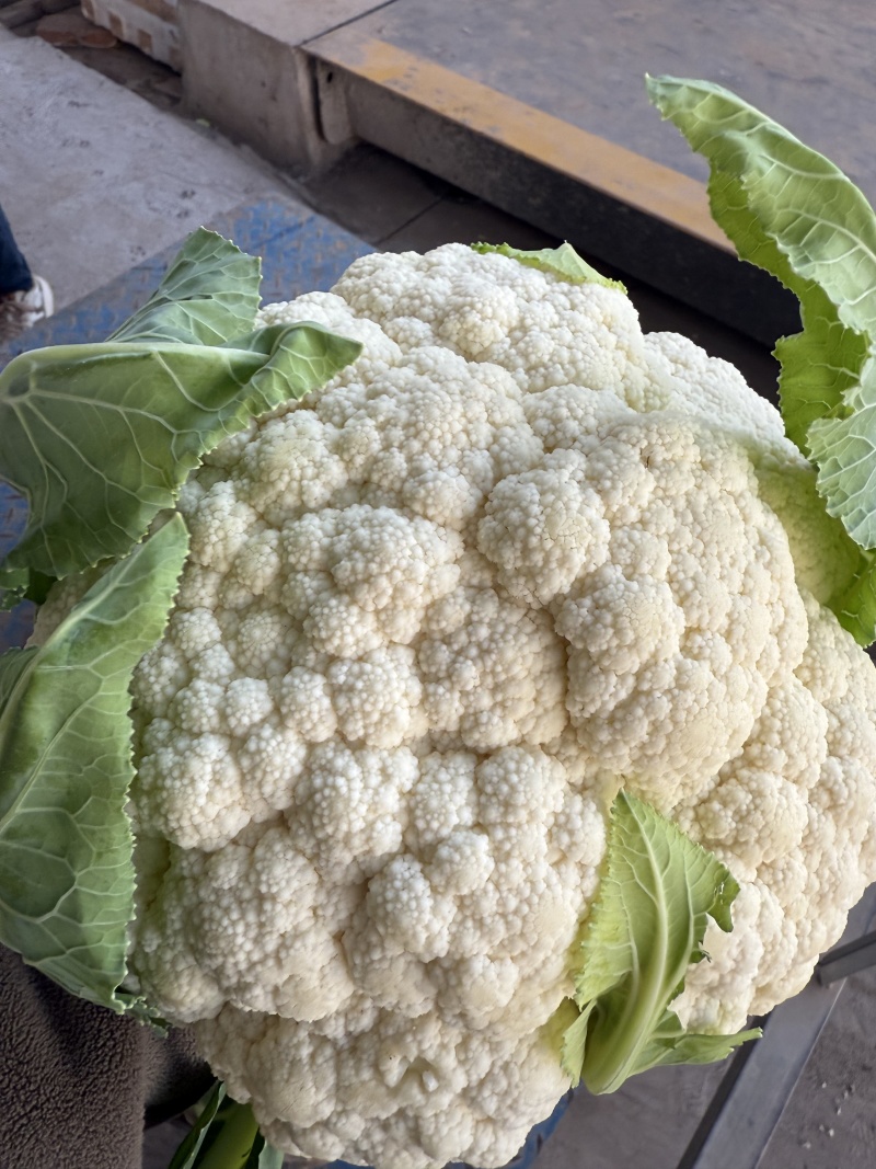 《火爆》湖北产地有机花菜。松花大量上市，产地一手货源，