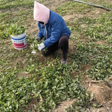 荠菜上市了批发市场平台