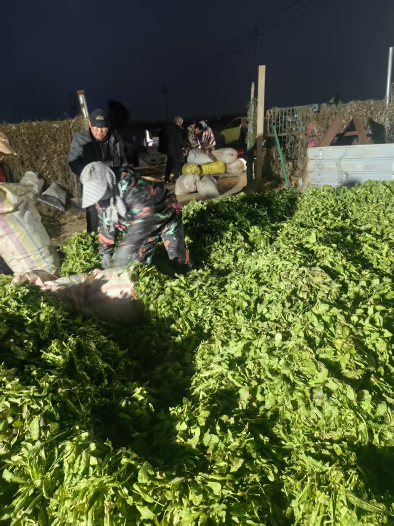 荠菜上市了批发市场平台