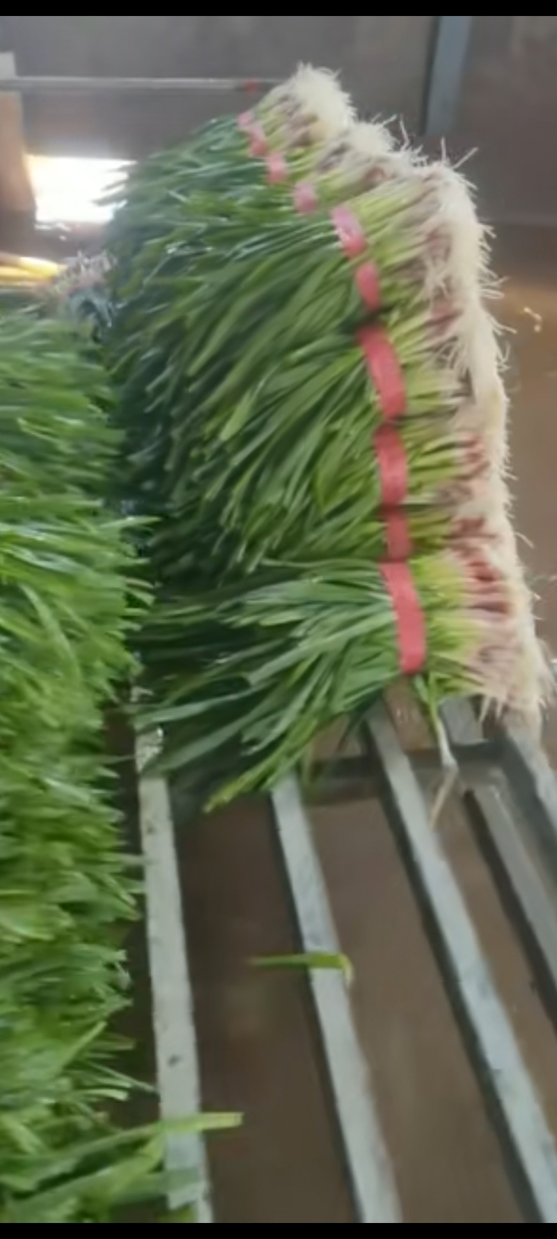蒜苗，精品红根蒜苗产地现摘现发，大量有货保证质量订购