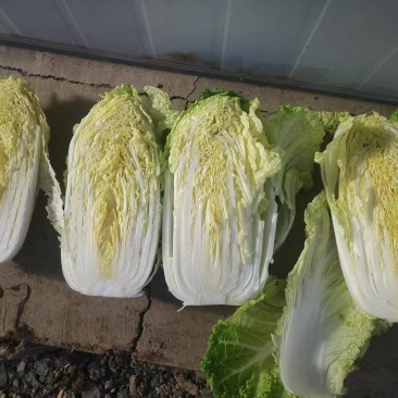 湖北精品黄心大白菜产地直发一手货源欢迎各地客商来电质询