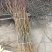 春雪水蜜桃巨峰葡萄