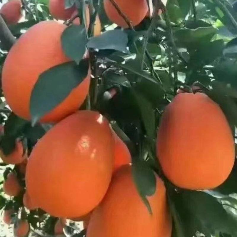 奉节脐橙