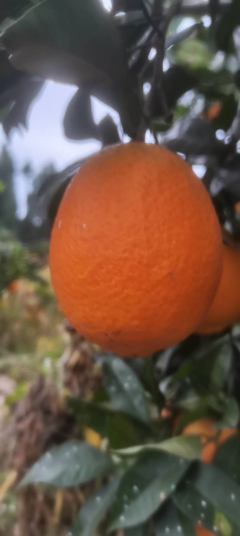 奉节脐橙