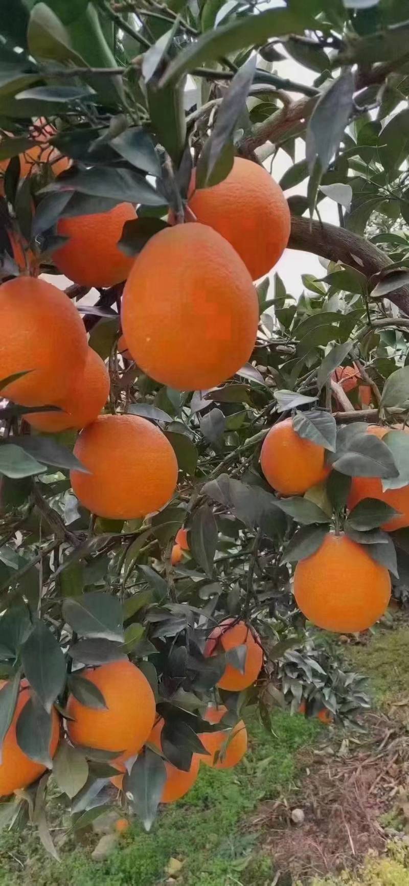 奉节脐橙