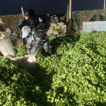 荠菜上市了批发市场平台货