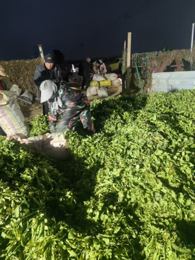 荠菜上市了批发市场平台货