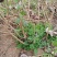 野菊花苗可食用药用菊花茶小黄菊野山菊鲜活耐寒庭院盆栽阳台