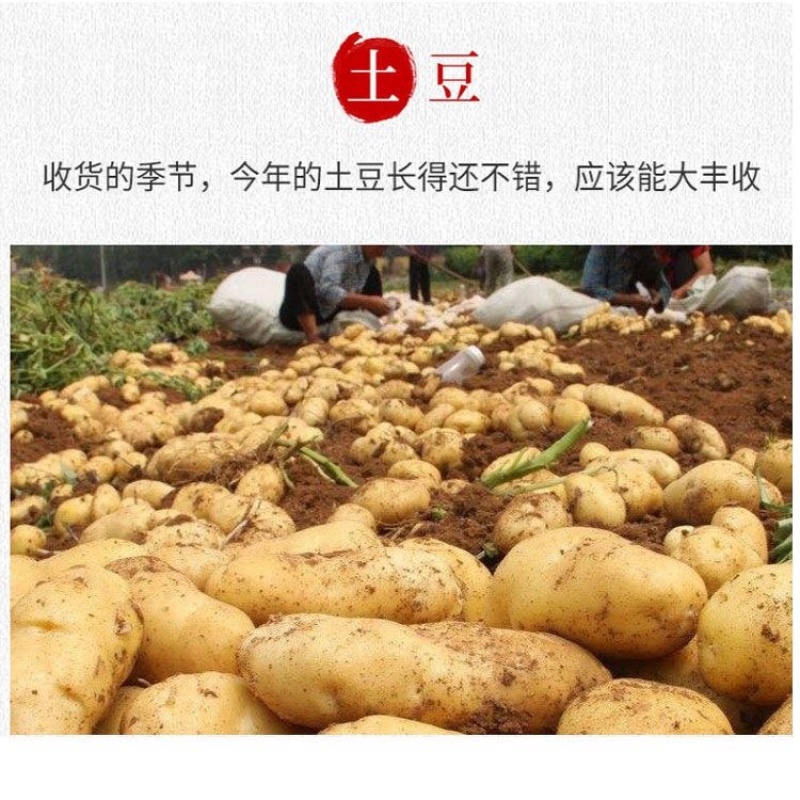 恩施土豆、红薯粉丝、土豆片、土豆粉