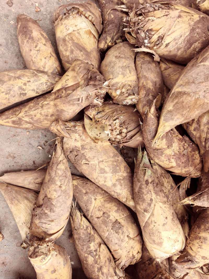 大量冬笋雷笋上市需要的老板联系