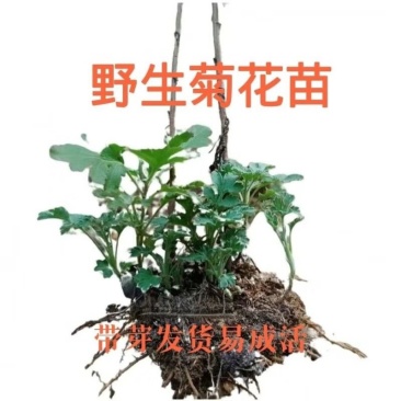 天然野生小菊苗老桩可食用茶中药泡茶野菊花老桩易成活